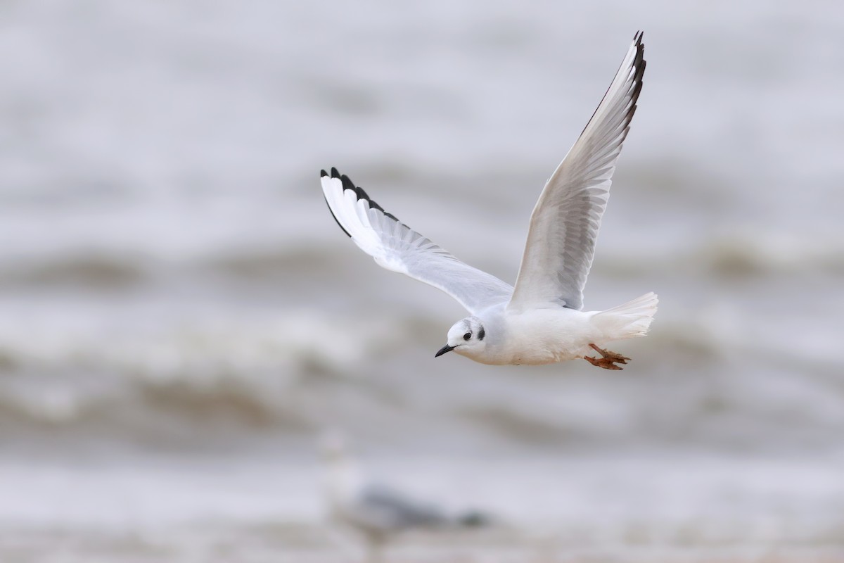 Bonaparte's Gull - Jeff Ellerbusch