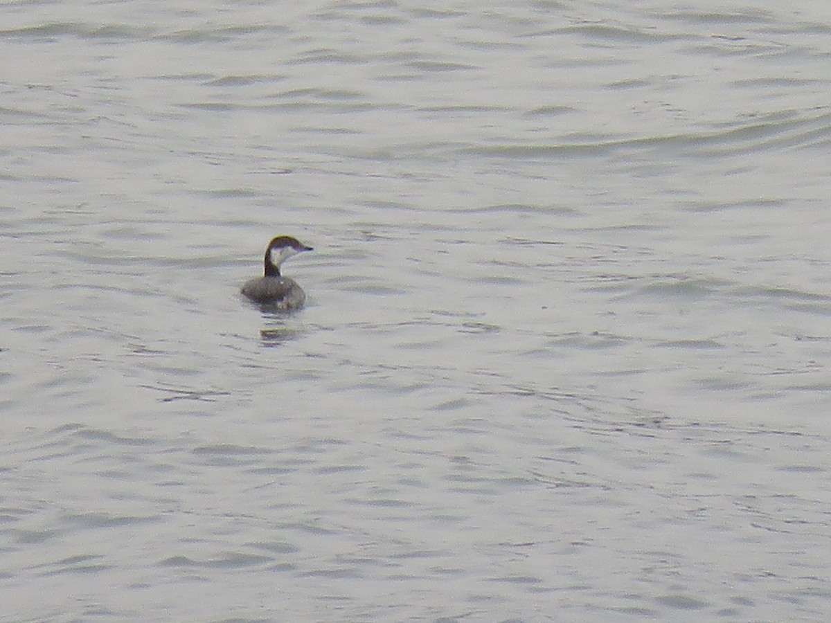 Horned Grebe - ML616792251