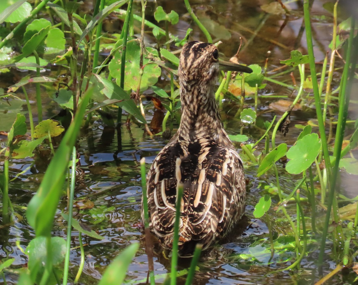 Wilson's Snipe - ML616792258