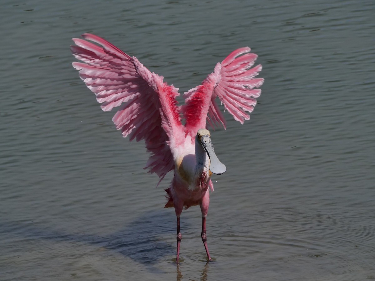 Roseate Spoonbill - Mary DeWire