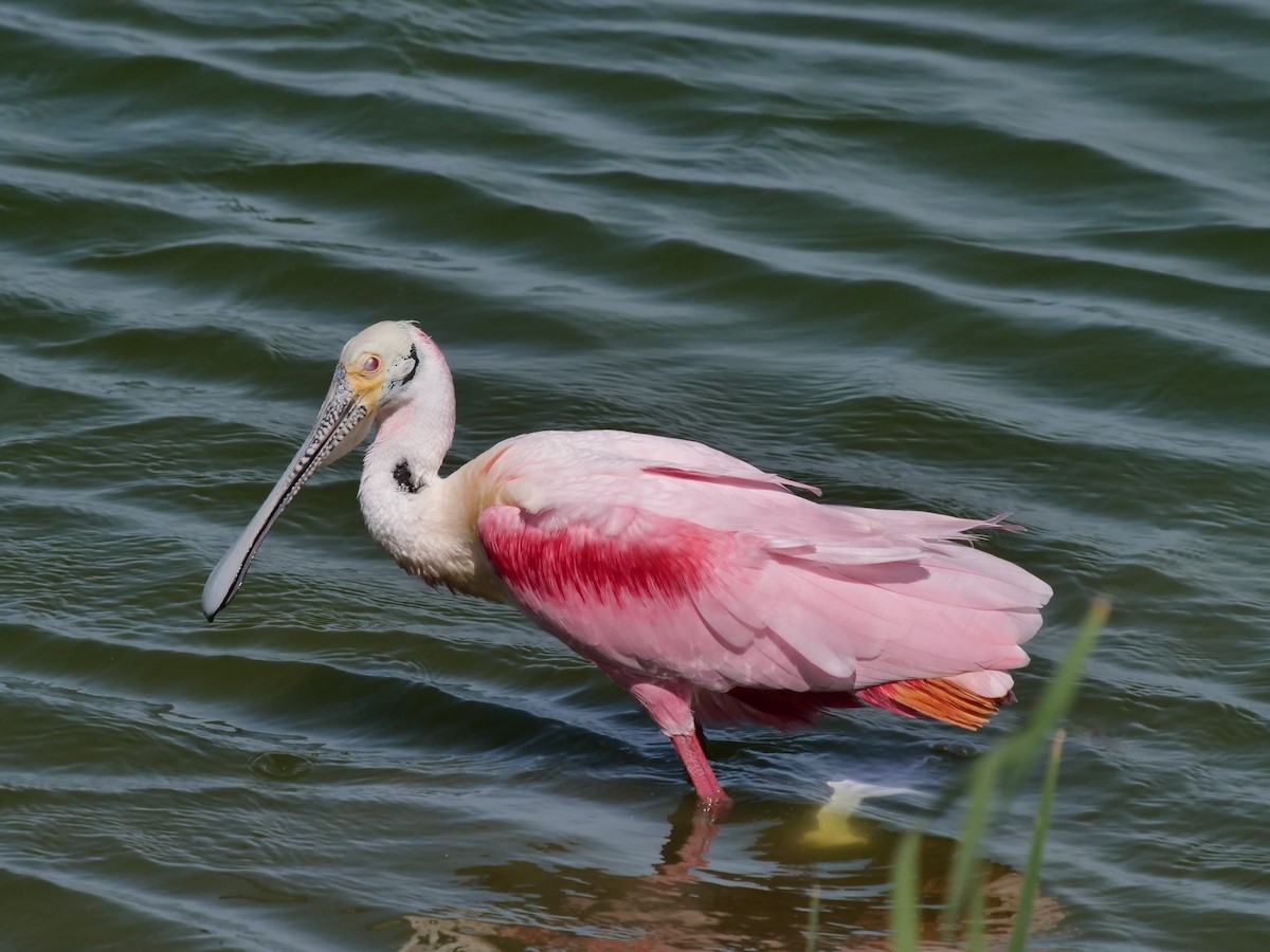 Roseate Spoonbill - ML616792263