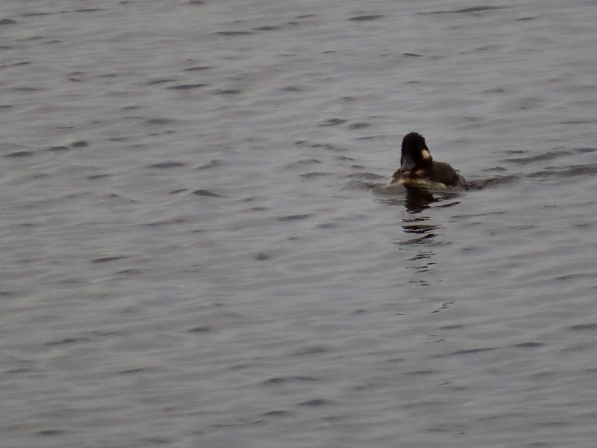 Bufflehead - ML616792329