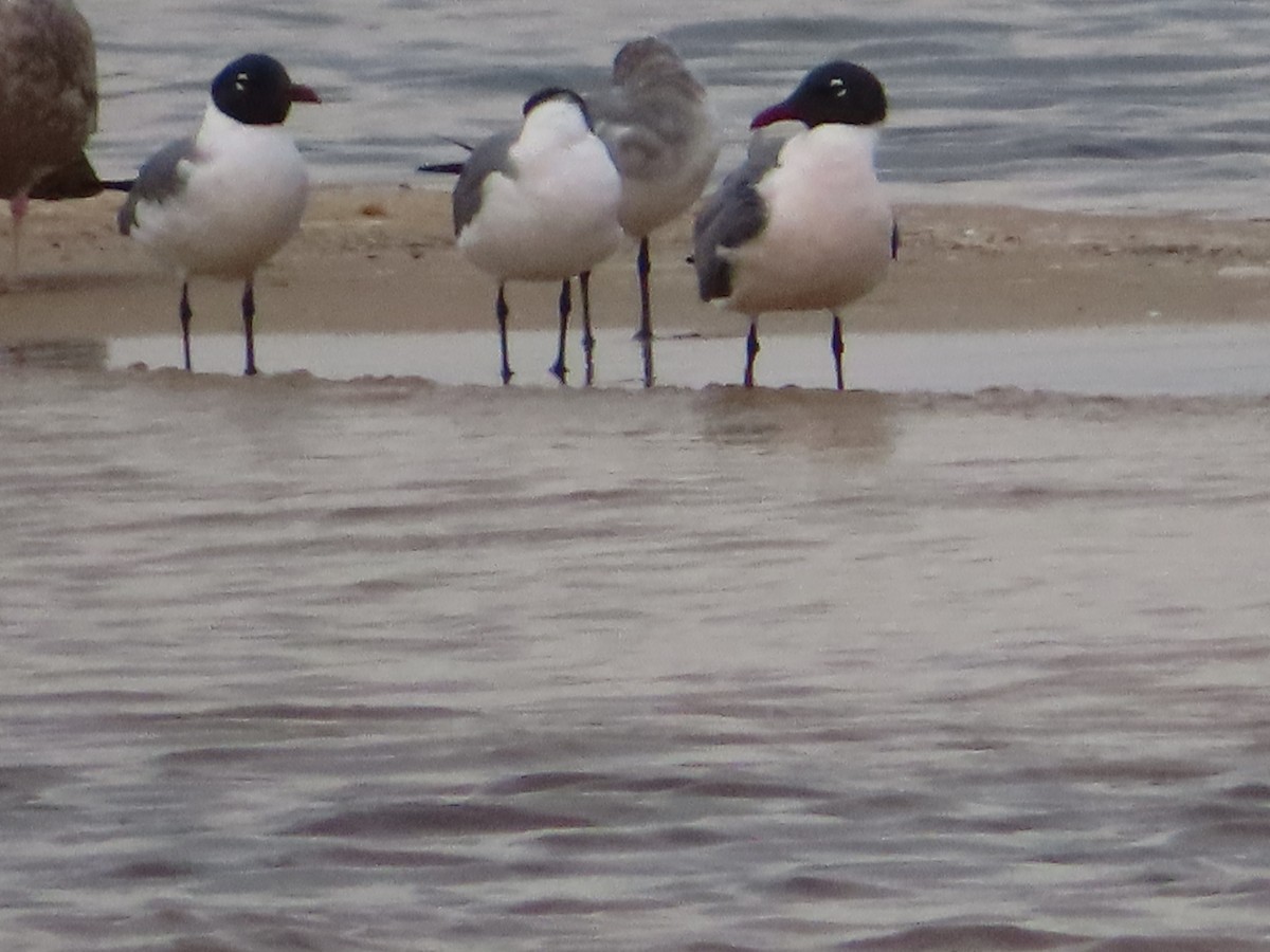 Laughing Gull - ML616792368