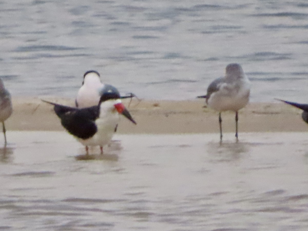 Black Skimmer - ML616792376