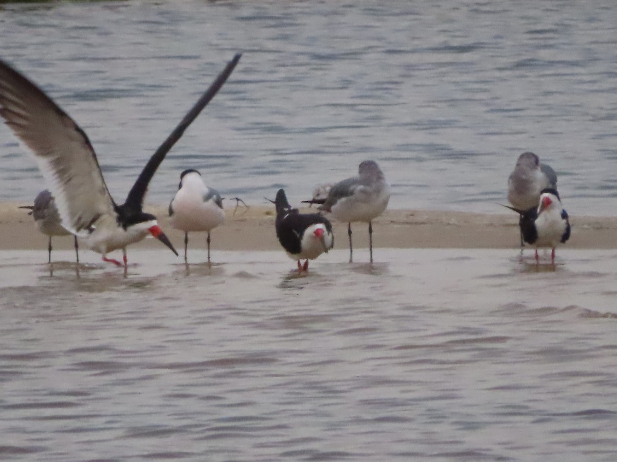 Black Skimmer - ML616792378