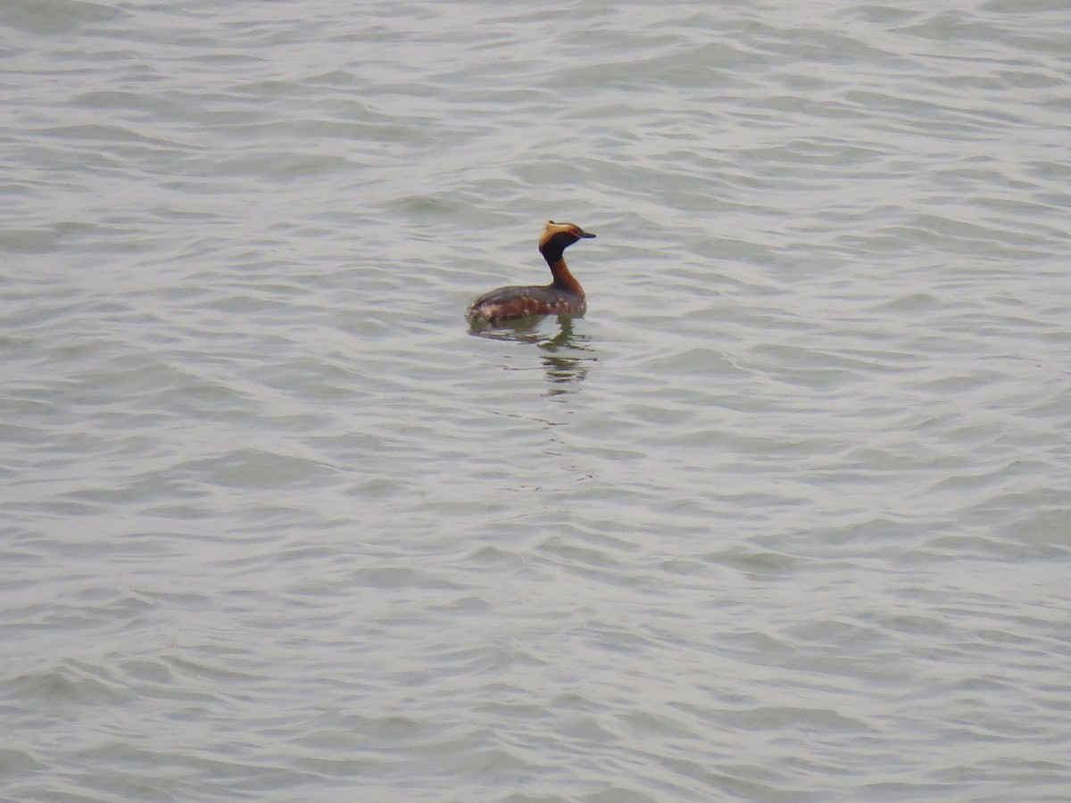 Horned Grebe - ML616792386