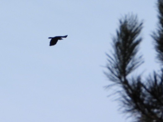 Fish Crow - ML616792391