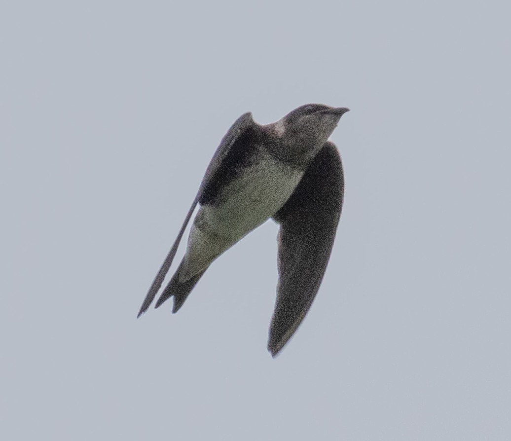 Purple Martin - ML616792447