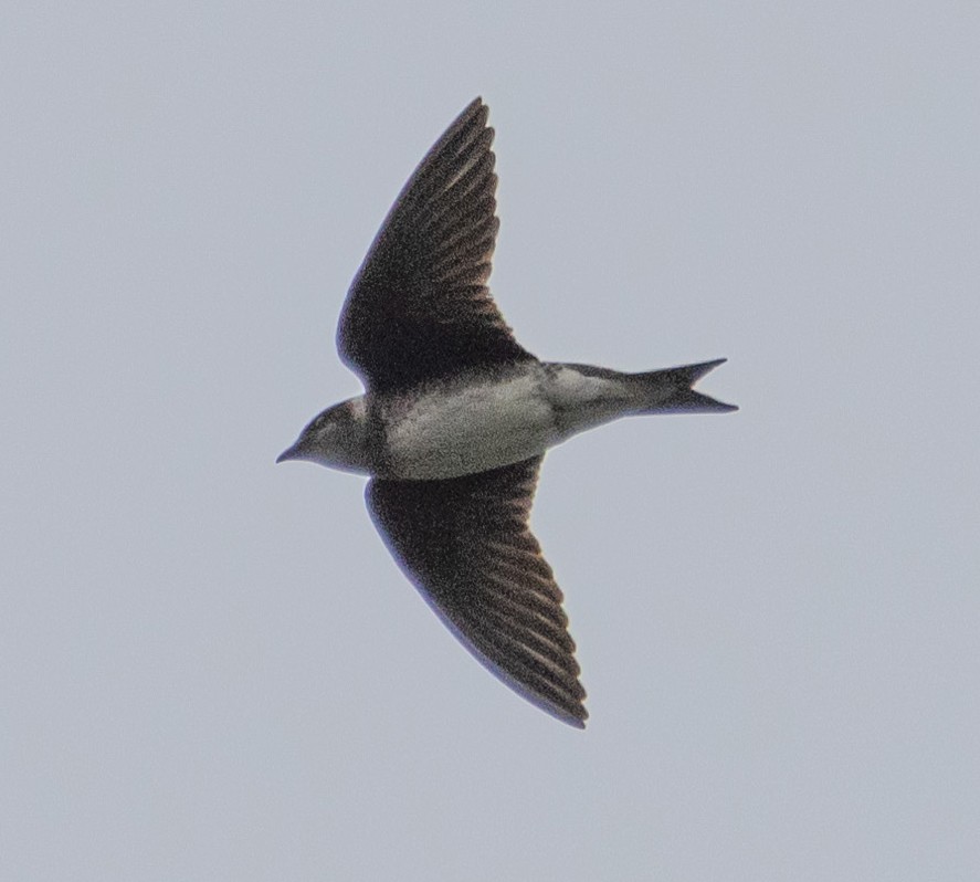 Purple Martin - ML616792476