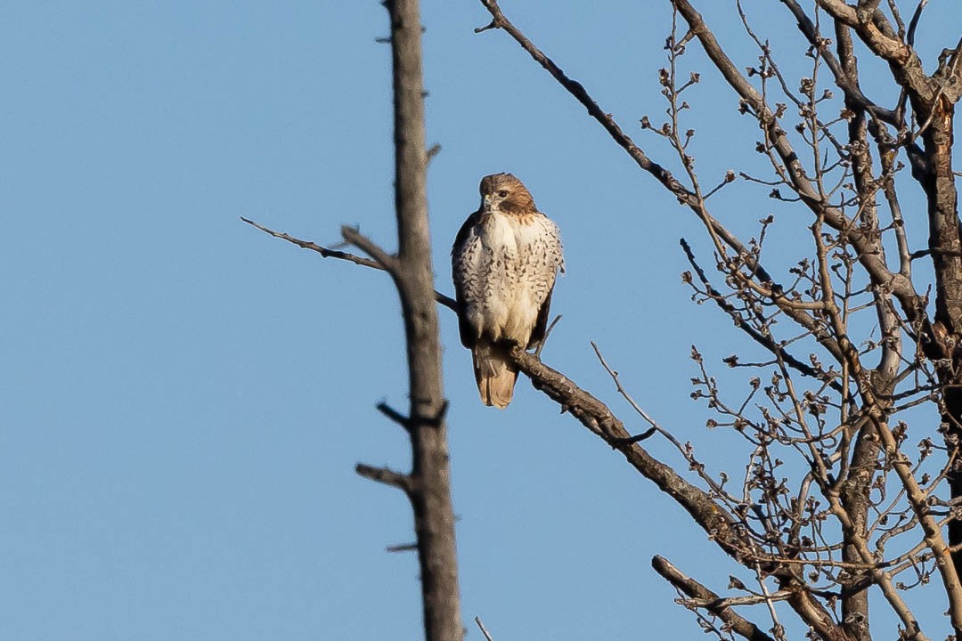 Red-tailed Hawk - ML616792535