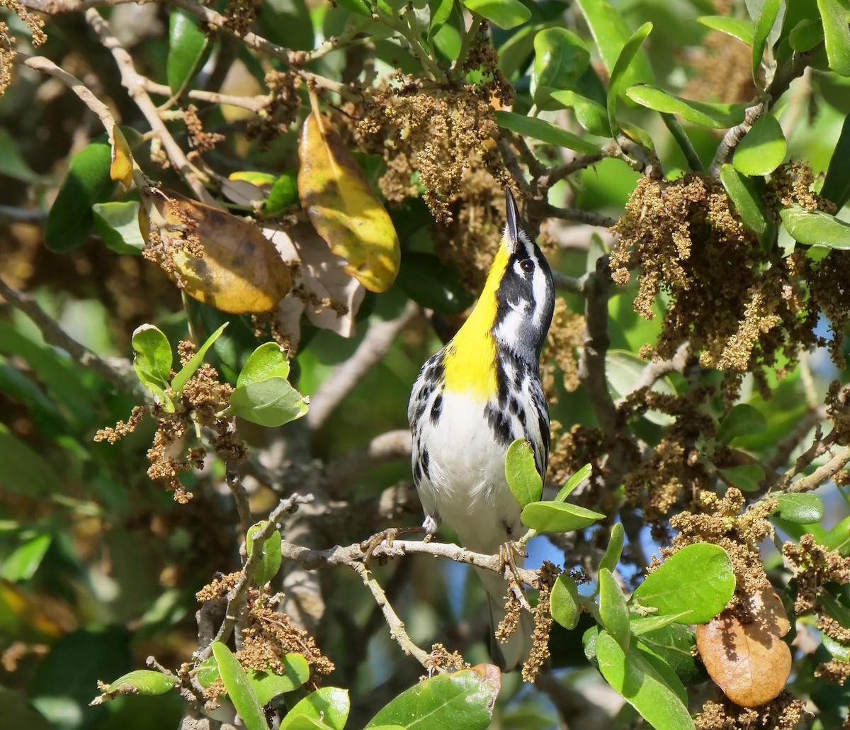 Yellow-throated Warbler - Mary DeWire