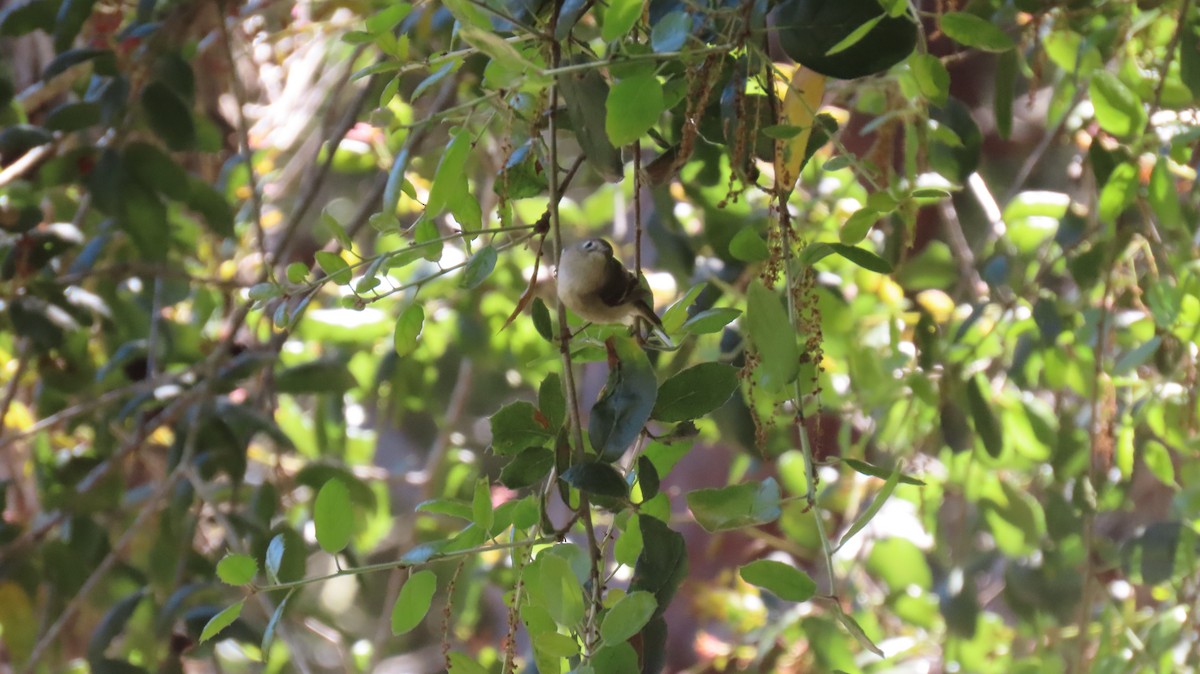 Ruby-crowned Kinglet - ML616792553