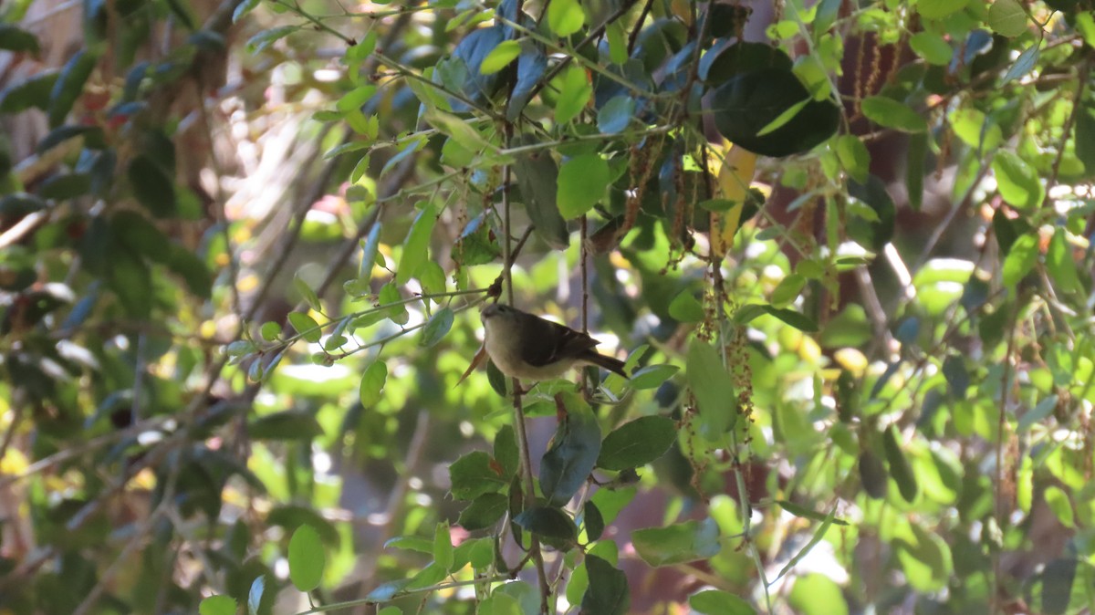 Ruby-crowned Kinglet - Brian Nothhelfer