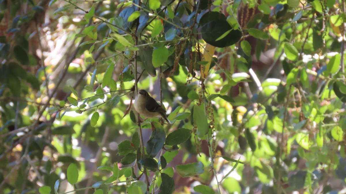 Ruby-crowned Kinglet - Brian Nothhelfer