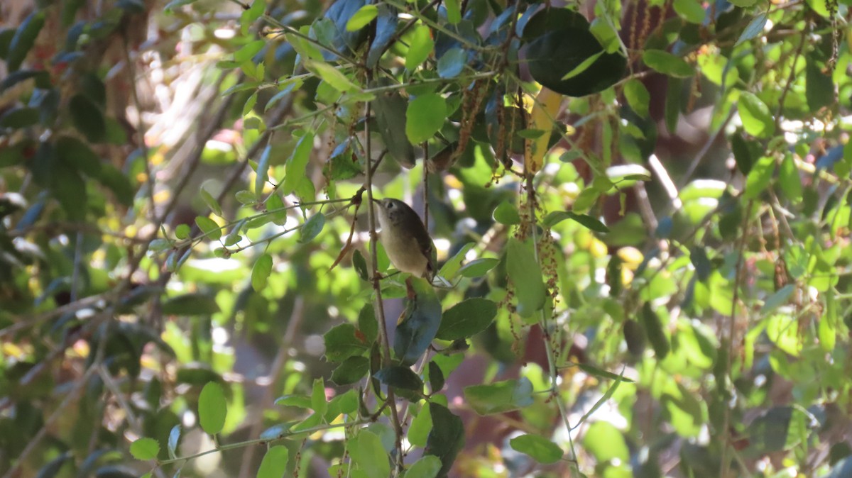 Ruby-crowned Kinglet - Brian Nothhelfer