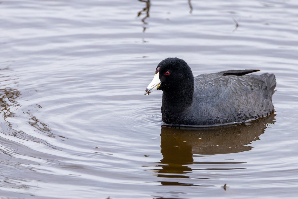 American Coot - ML616792621