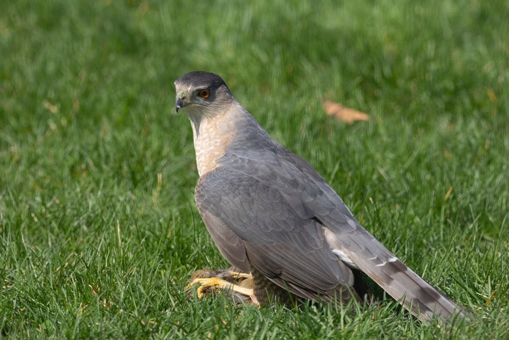 Cooper's Hawk - ML616792706