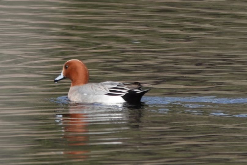 Eurasian Wigeon - Huw Williams