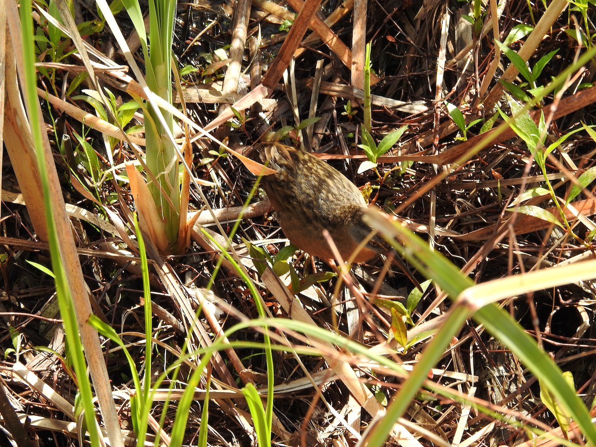 Virginia Rail - ML616792763