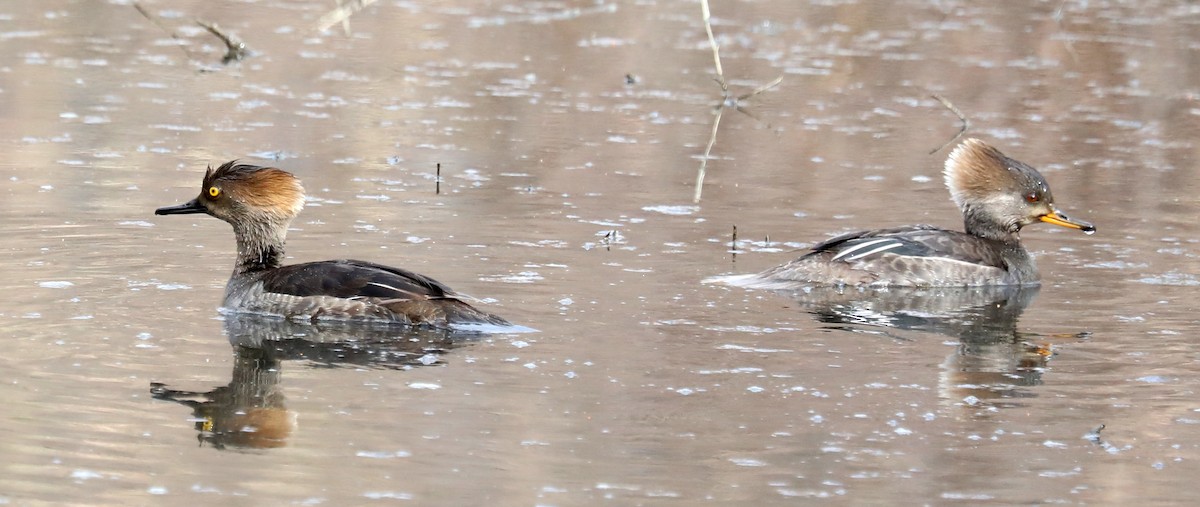 Hooded Merganser - ML616792826