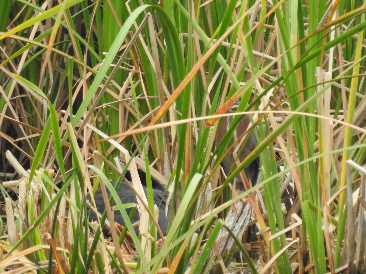 American Coot - ML616792836