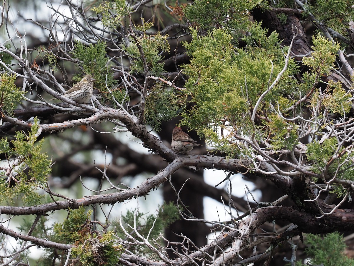 Cassin's Finch - ML616792857