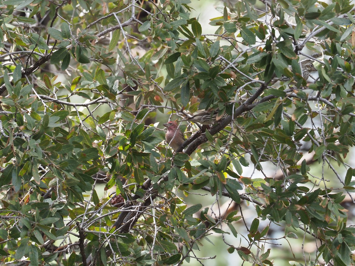 Cassin's Finch - ML616792860