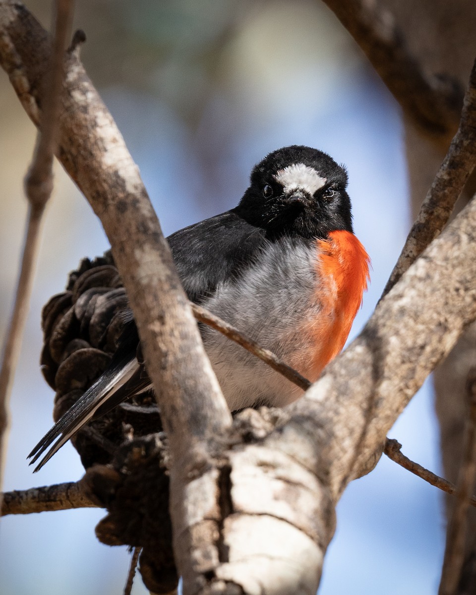 Scarlet Robin - ML616792869