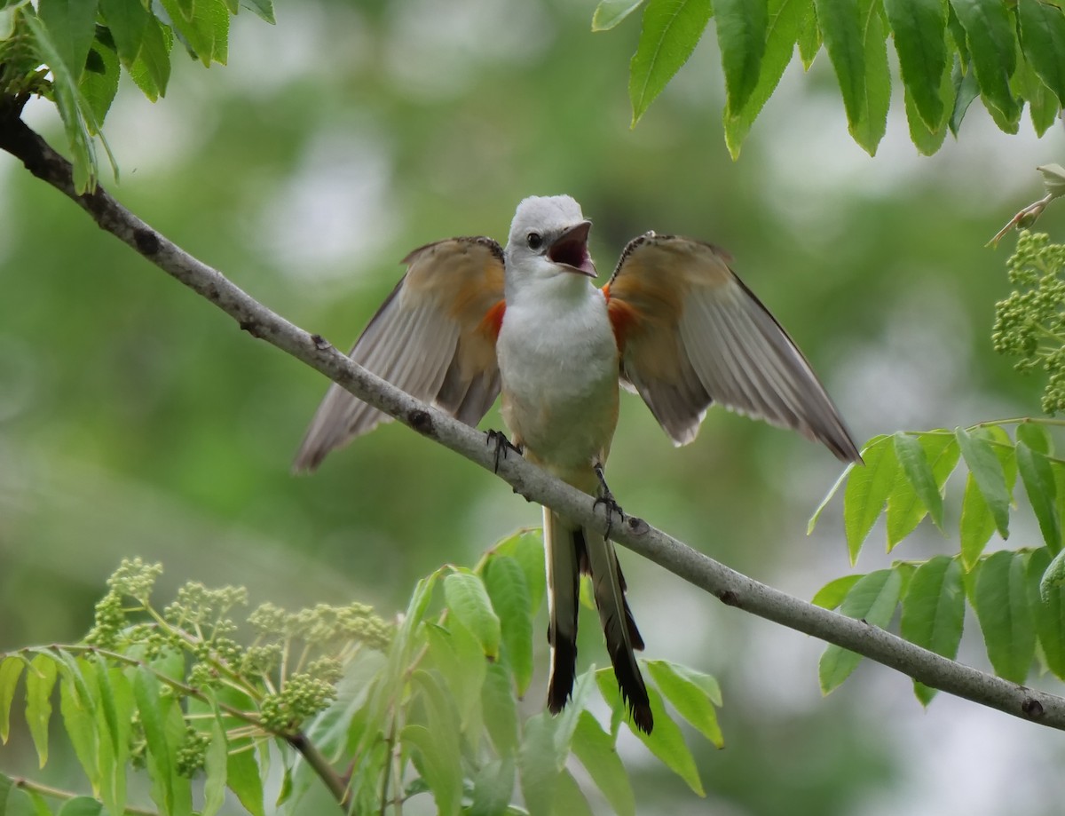 Scissor-tailed Flycatcher - Mary DeWire