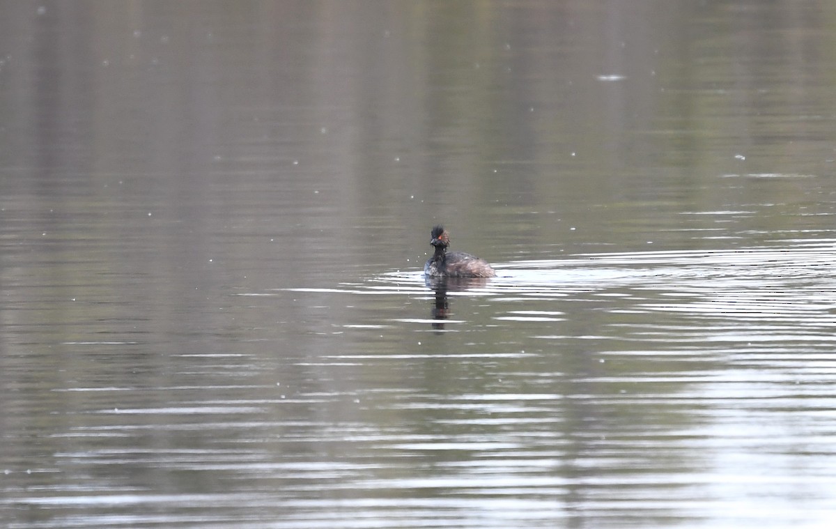 Eared Grebe - ML616792962