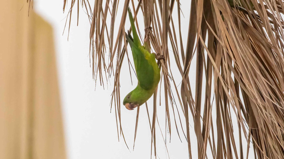 Meksika Yeşil Papağanı - ML616793047