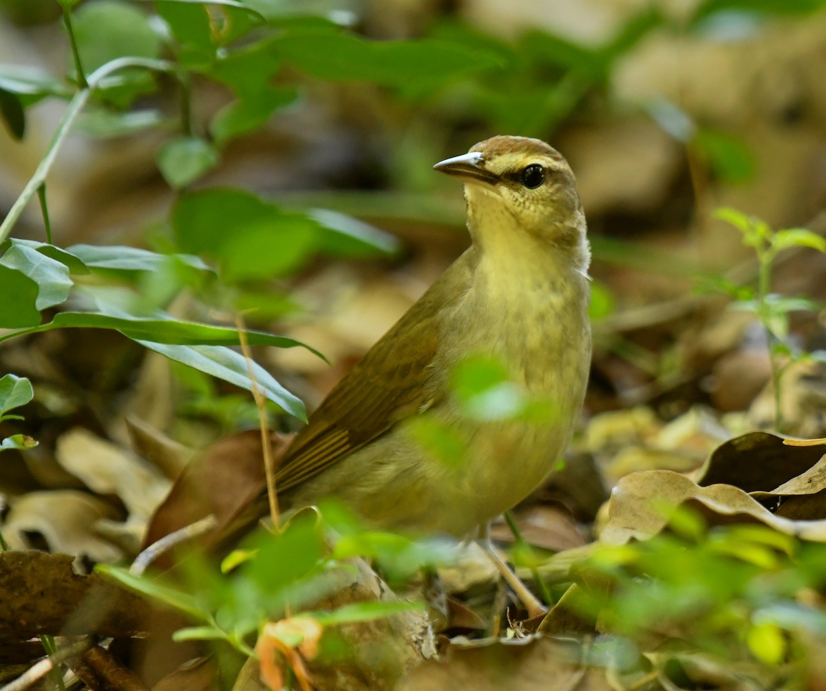 Swainson's Warbler - ML616793096