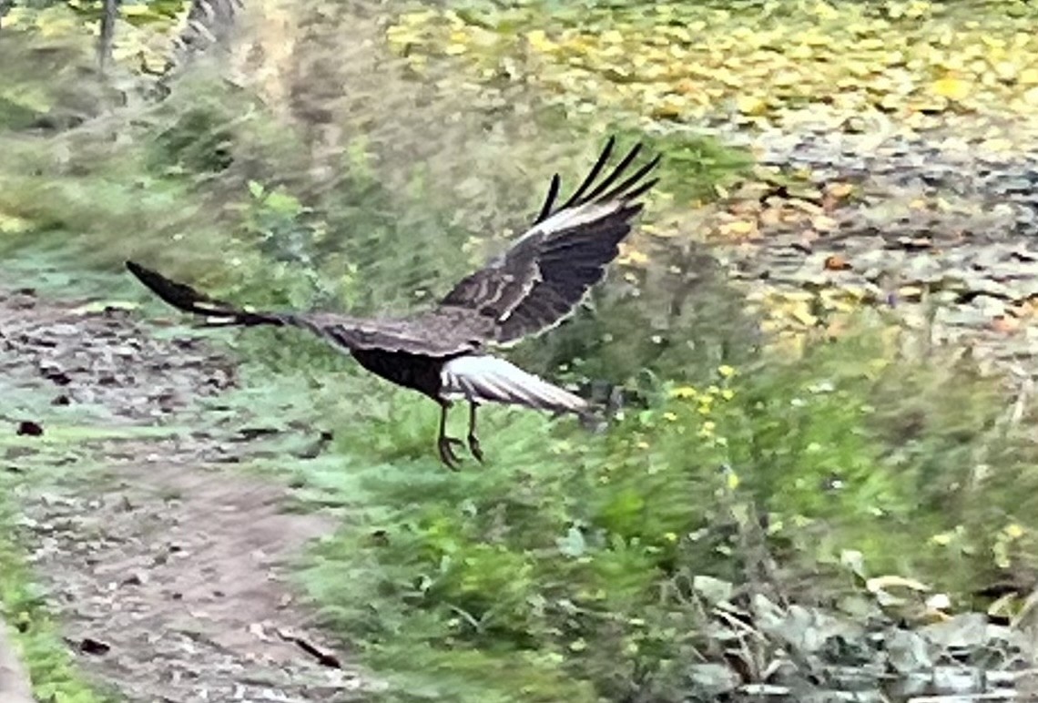 Caracara chimango - ML616793152