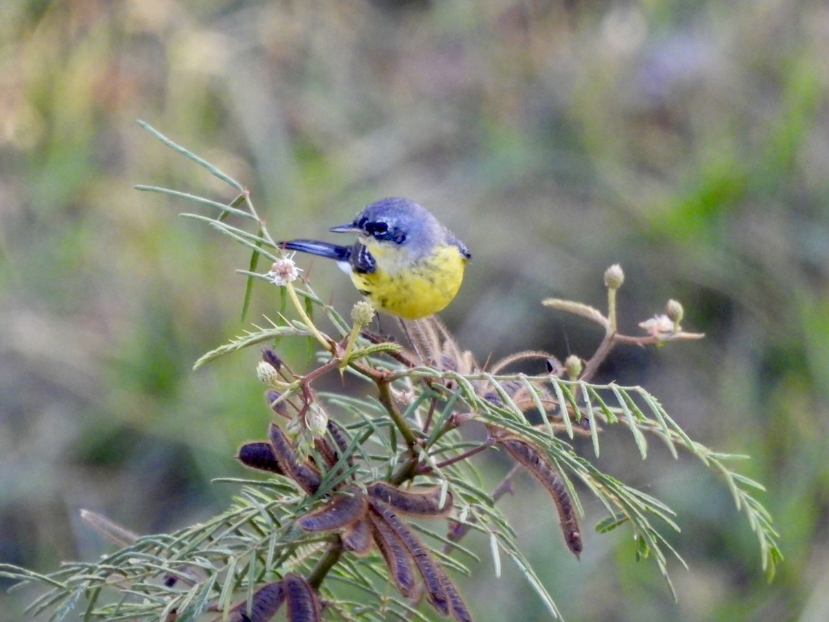 Magnolia Warbler - ML616793158