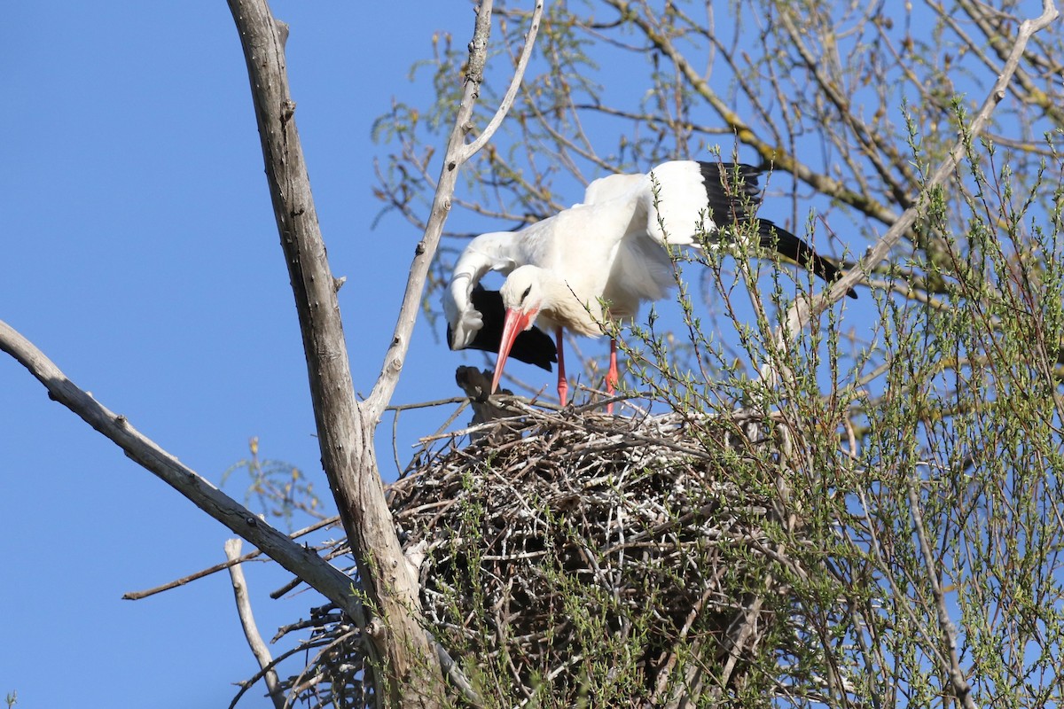 White Stork - David Rupp