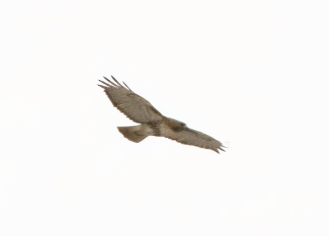 Red-tailed Hawk (borealis) - ML616793186