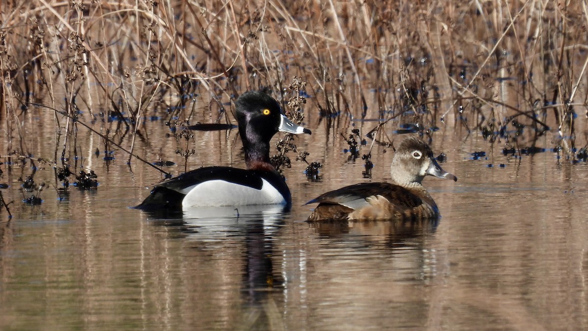 Ring-necked Duck - Keith Eric Costley