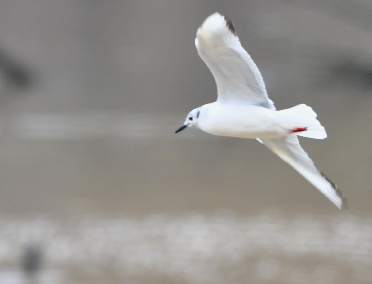 Bonaparte's Gull - ML616793219