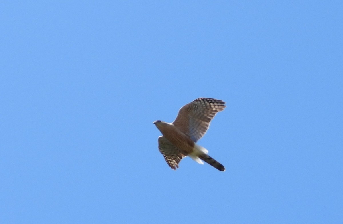 Cooper's Hawk - ML616793241