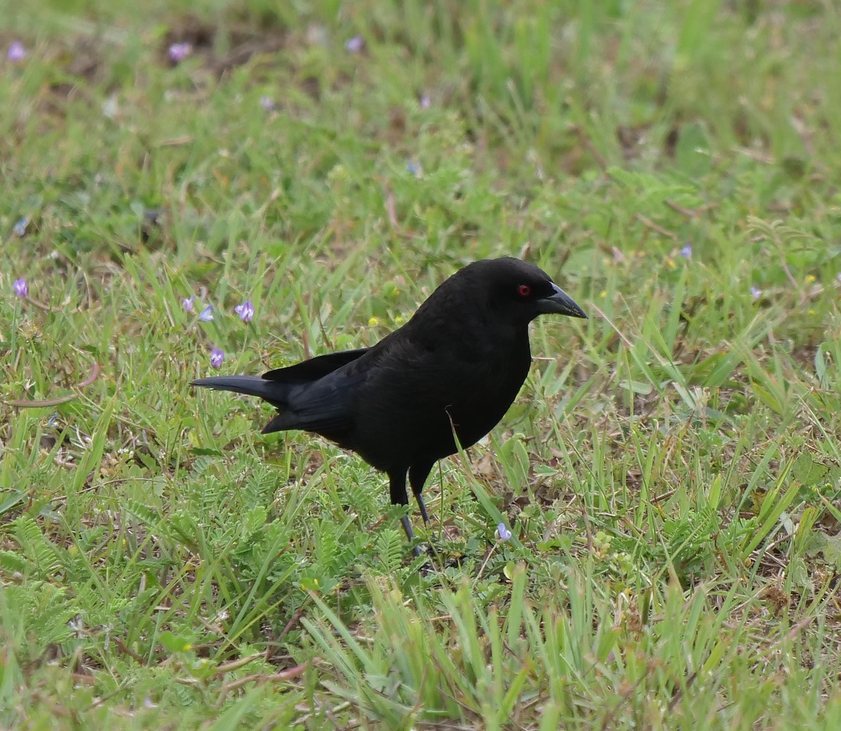 Bronzed Cowbird (Bronzed) - ML616793248