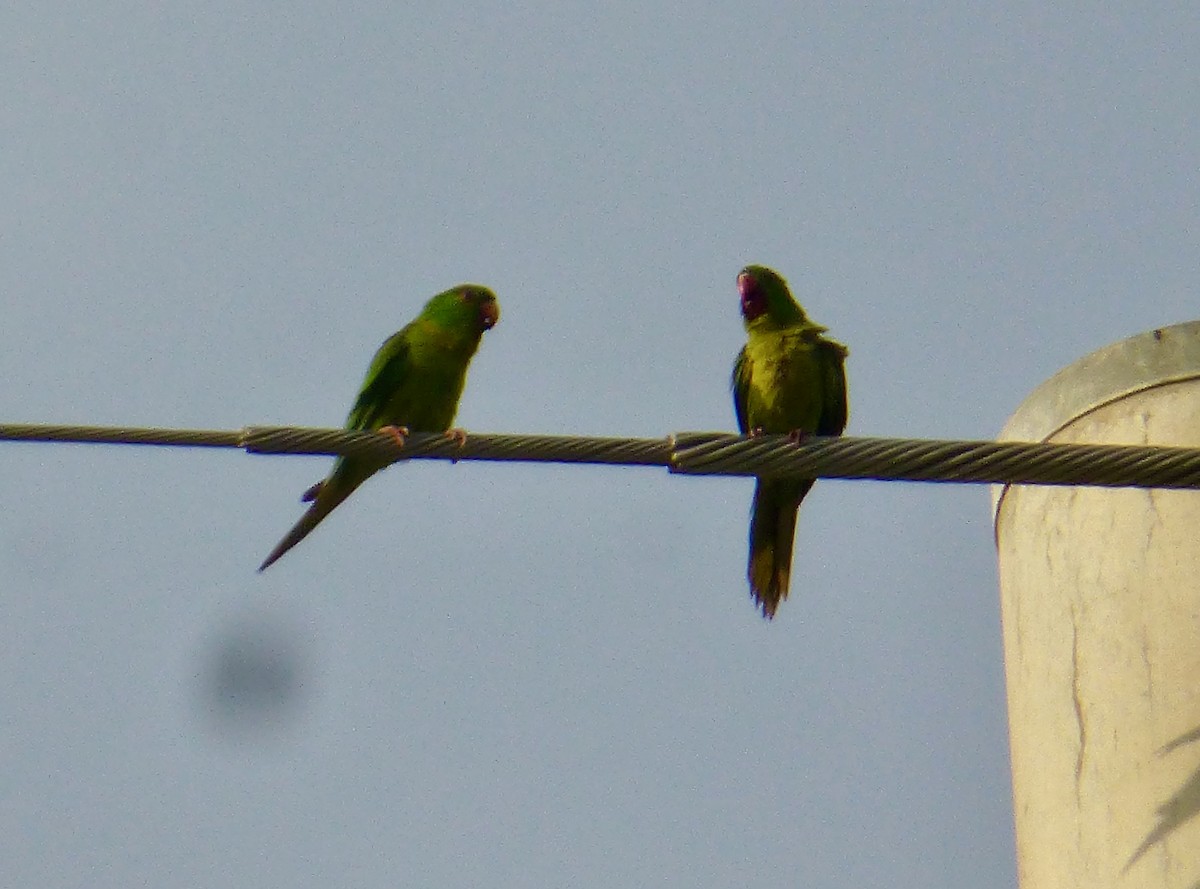 Meksika Yeşil Papağanı - ML616793286