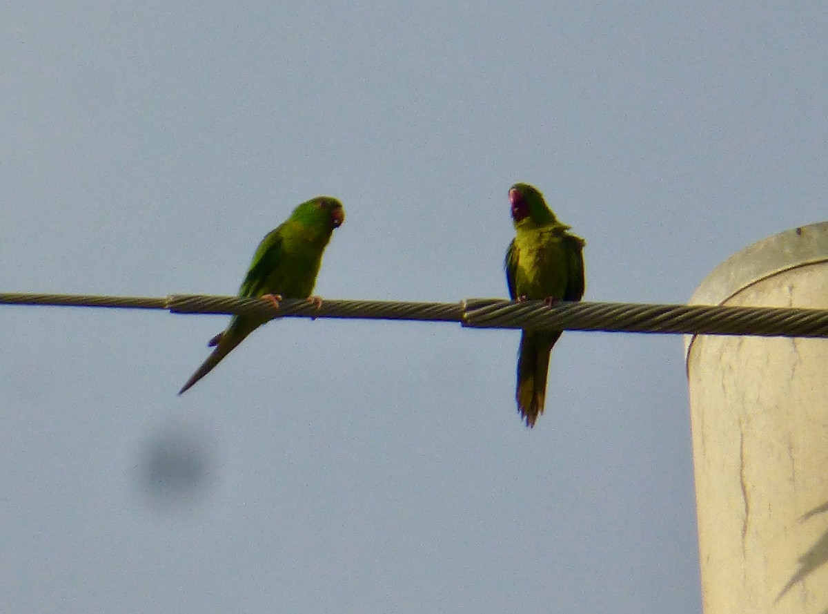 Conure verte - ML616793286