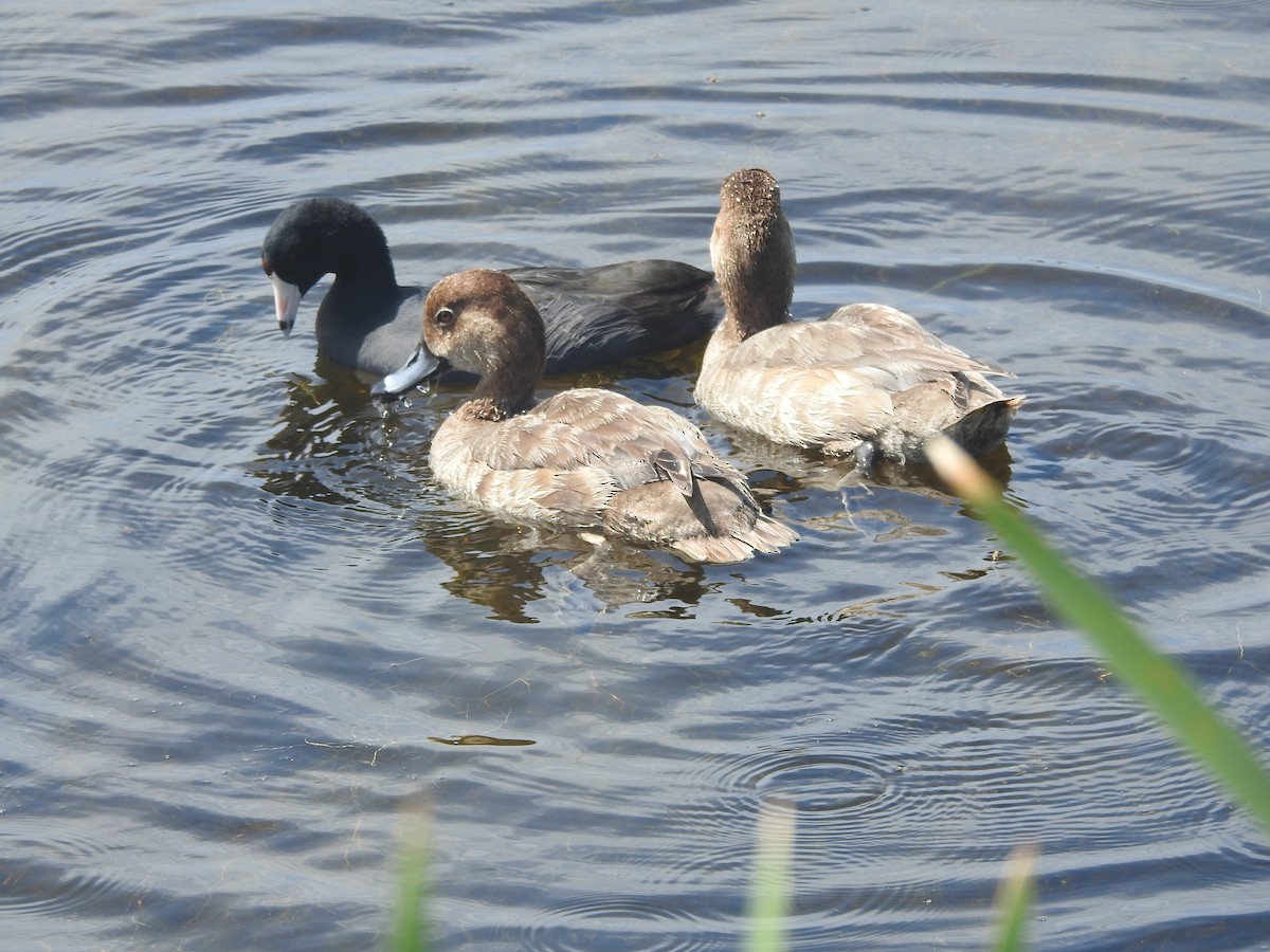 American Coot - ML616793291