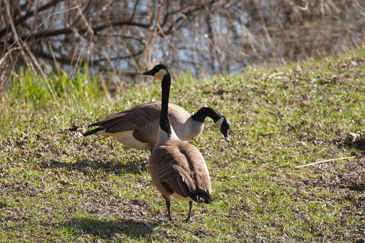 Canada Goose - ML616793297