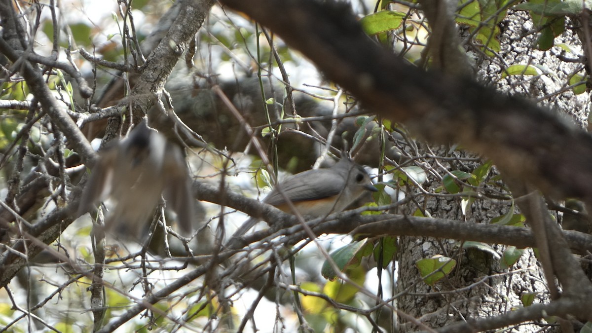 Black-crested Titmouse - ML616793320