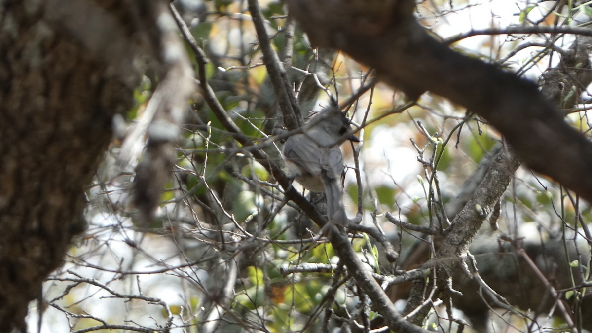 Black-crested Titmouse - ML616793321