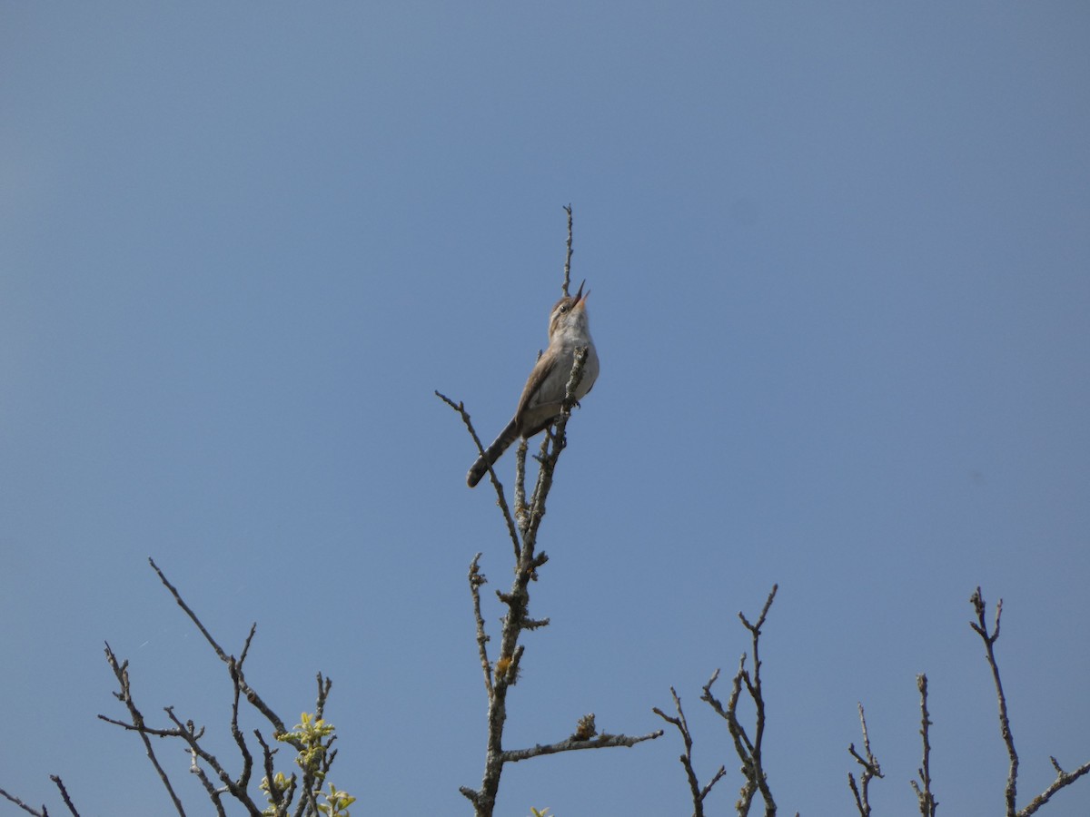 Bewick's Wren - ML616793327