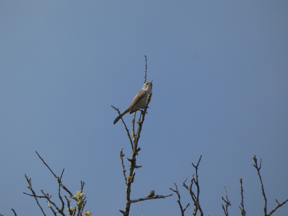 Bewick's Wren - ML616793328