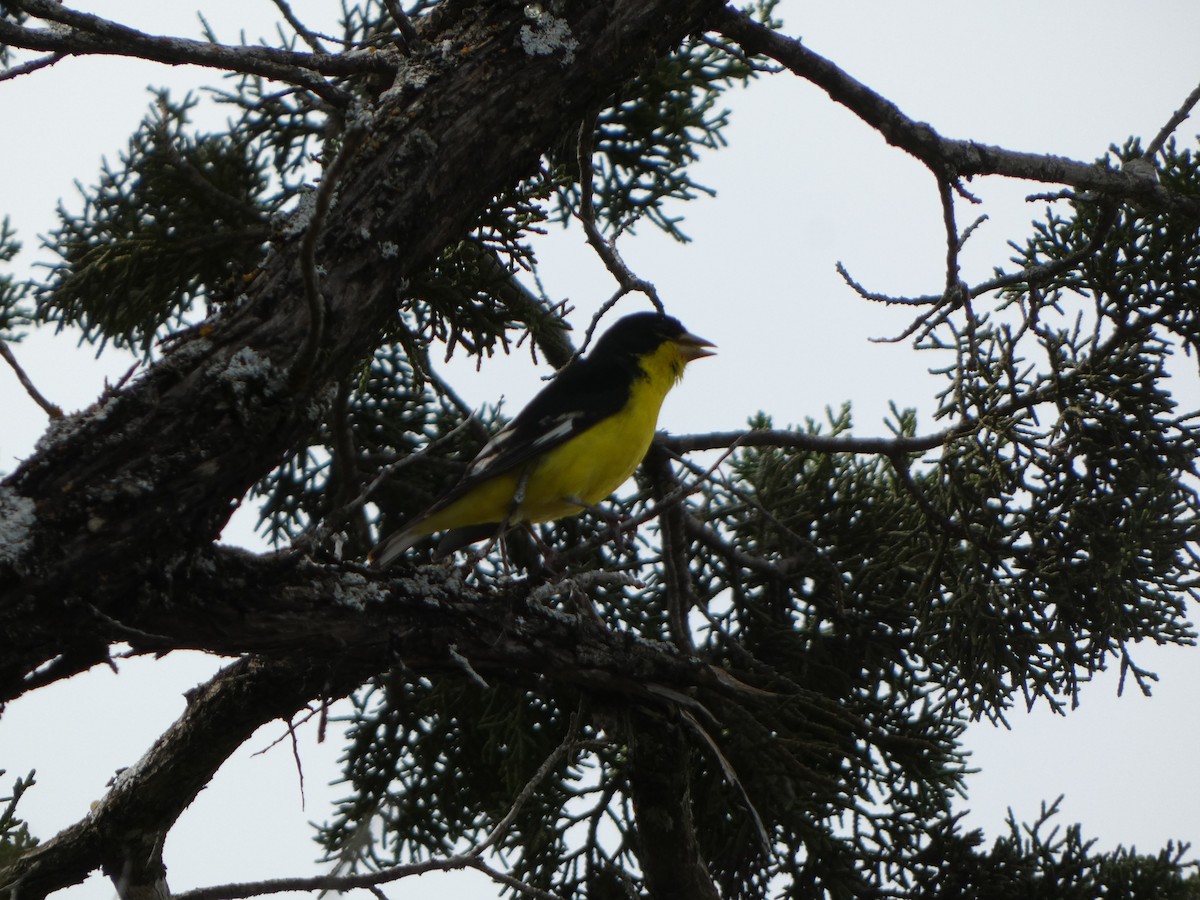 Lesser Goldfinch - ML616793331