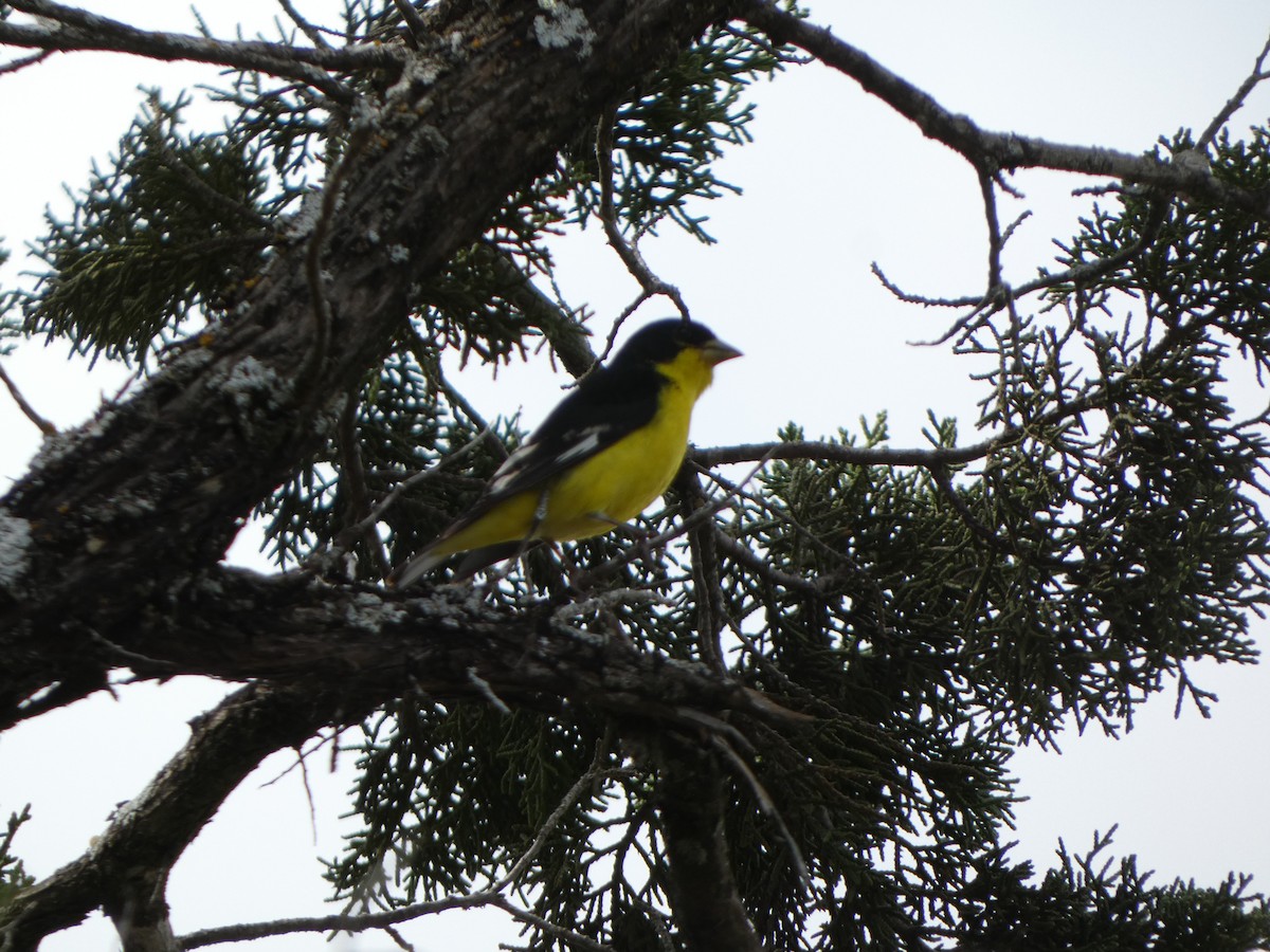 Lesser Goldfinch - ML616793332